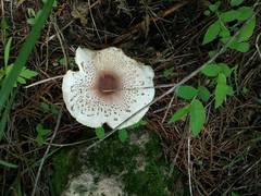 Leucoagaricus americanus image