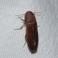 Melandryinae