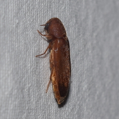 Melandryinae