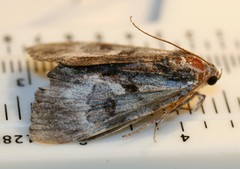 Catocala andromedae