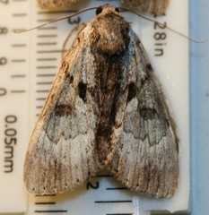 Catocala andromedae
