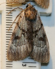 Catocala andromedae