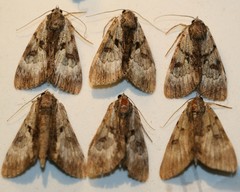 Catocala andromedae