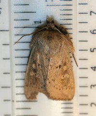 Leucania pseudargyria