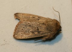 Leucania pseudargyria