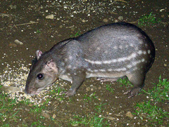 Lowland Paca photo 4