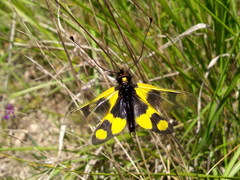 Libelloides macaronius