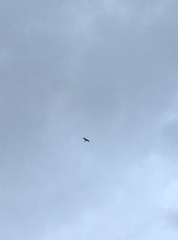 Ictinia mississippiensis