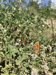 Melitaea deione