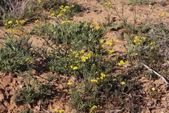 Senecio abruptus