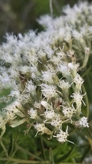 Eupatorium torreyanum