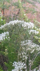 Eupatorium torreyanum