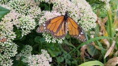 Danaus plexippus