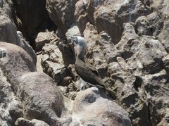 Sula leucogaster brewsteri