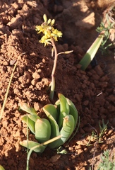 Bulbine navicularifolia