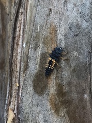 Harmonia axyridis