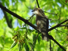 Coccyzus erythropthalmus