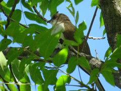 Coccyzus erythropthalmus