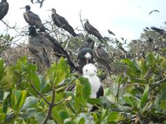 Fregata magnificens