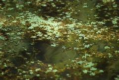 Petite lentille d'eau (Lemna minor) — photo 3