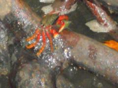 Goniopsis pulchra