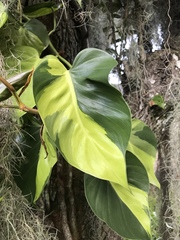 Image of Philodendron hederaceum