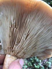 Lactarius vietus