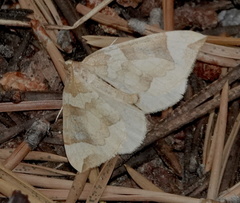 Eulithis propulsata