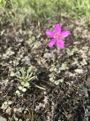 Phemeranthus calcaricus