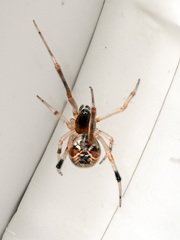 Parasteatoda lunata
