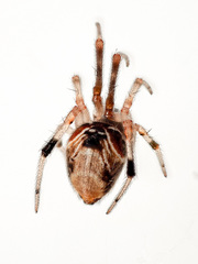 Parasteatoda lunata