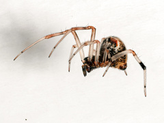 Parasteatoda lunata