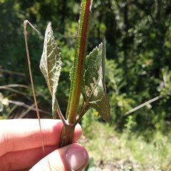 Verbesina tetraptera