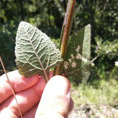 Verbesina tetraptera