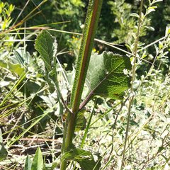 Verbesina tetraptera