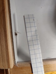 Parasteatoda lunata