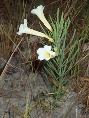 Anemopaegma arvense