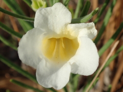 Anemopaegma arvense