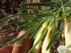Anemopaegma arvense