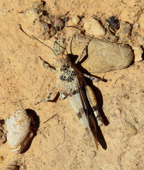 Oedipoda coerulea