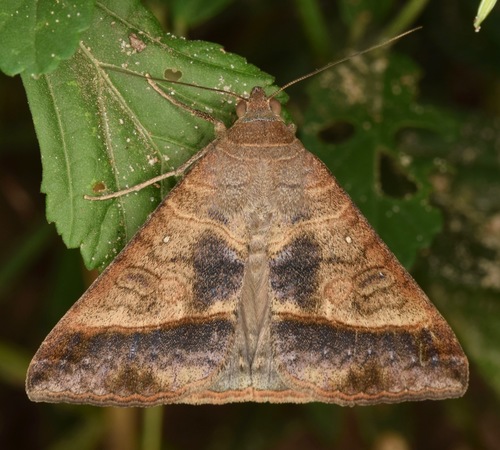 Small Mocis Moth photo 3