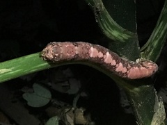 Hemeroplanes triptolemus