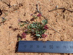 Trachymene cyanopetala