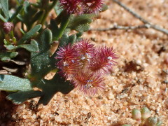 Trachymene cyanopetala