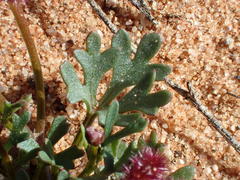 Trachymene cyanopetala