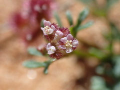 Trachymene cyanopetala