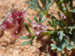 Trachymene cyanopetala