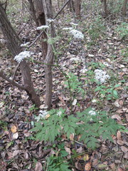 Ostericum sieboldii