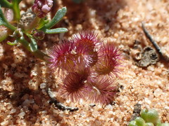 Trachymene cyanopetala