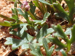 Trachymene cyanopetala